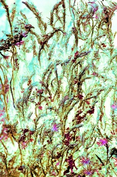 N 010L